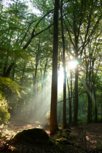 Forest, trees Forest, trees
